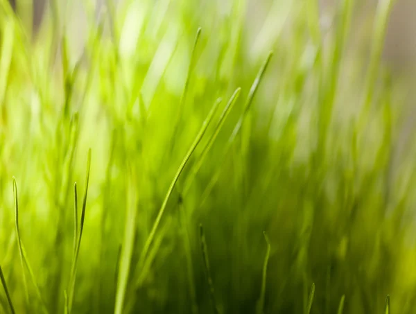 Grönt gräs med dagg på ett blad. grunt dof — Stockfoto