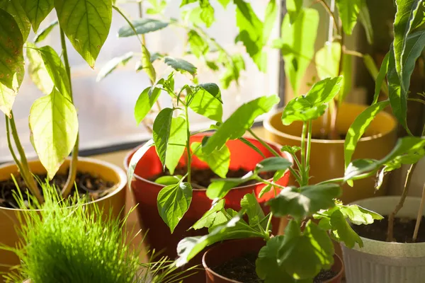 Pencere pervazına kapalı üzerinde yeşil bitkiler potted — Stok fotoğraf