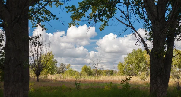 Bosque y cielo con nubes —  Fotos de Stock