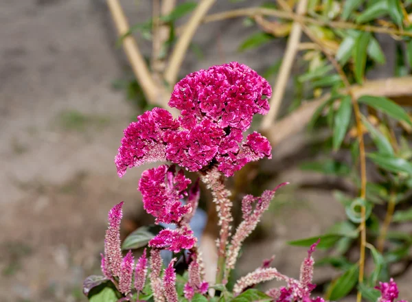 Gig red flower outdoor — Stock Photo, Image