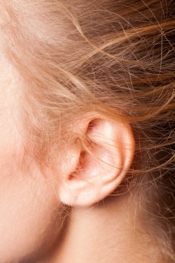 picture of the womens ear clipart