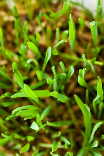 Verse gras binnen — Stockfoto