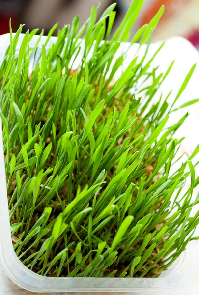 Frisches Gras in Innenräumen — Stockfoto