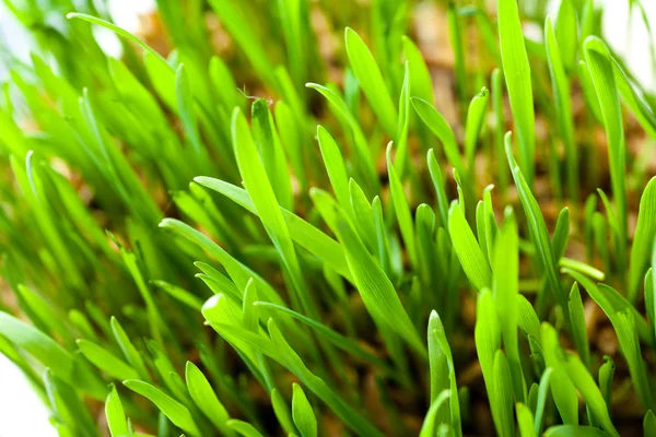 Fresh grass indoor — Stock Photo, Image