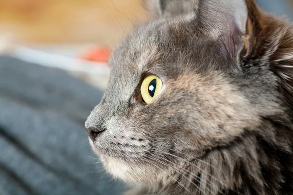 Museruola grigia del gatto all'interno — Foto Stock