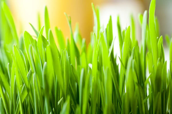 Fresh grass indoor — Stock Photo, Image