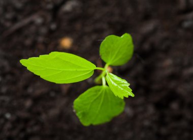 küçük bitki makro