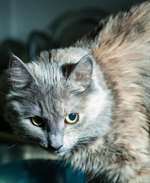 Gato cinzento — Fotografia de Stock