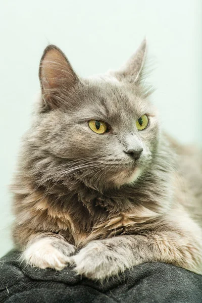 Gato dentro de casa — Fotografia de Stock