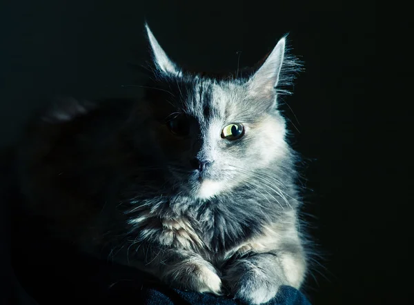 Gato dentro de casa — Fotografia de Stock