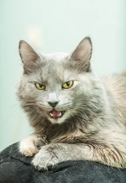 Gato dentro de casa — Fotografia de Stock