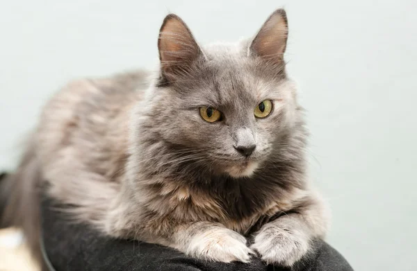 Katze drinnen — Stockfoto