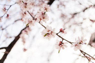 Kiraz çiçeği açık havada