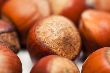 fındık, yakın çekim