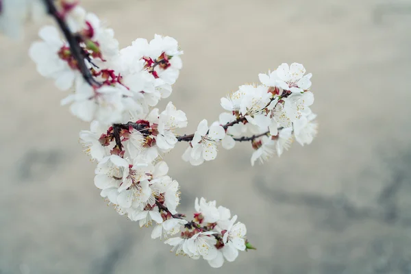 Fleur de cerisier en plein air — Photo