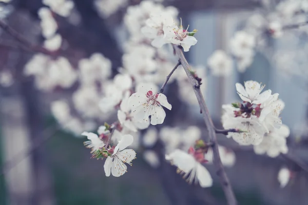 Ramas de una cereza cubiertas de bonitas flores blancas — Foto de Stock