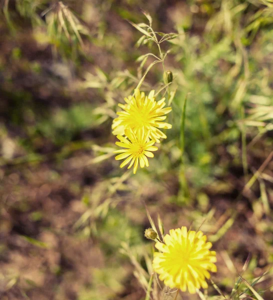 Дві жовті квіти в траві — стокове фото