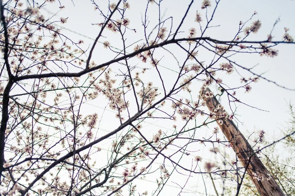 Цветение вишни на открытом воздухе — стоковое фото