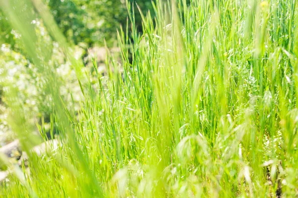 Färskt gräs makro — Stockfoto