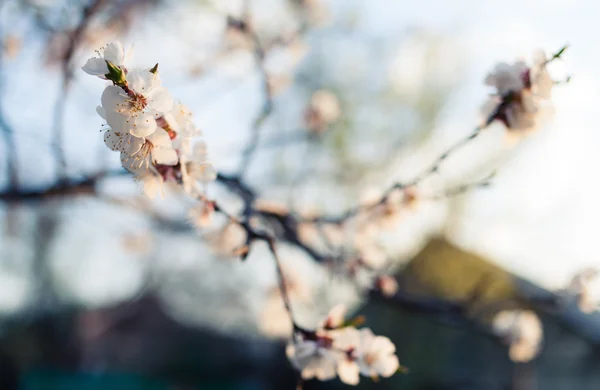 Flor de cereja ao ar livre — Fotografia de Stock