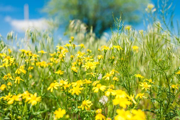 Gelbe Blumen im Gras — Stockfoto
