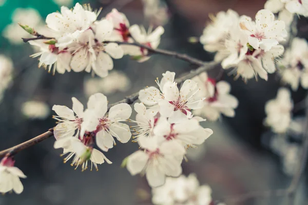 Kirschblüte im Freien — Stockfoto