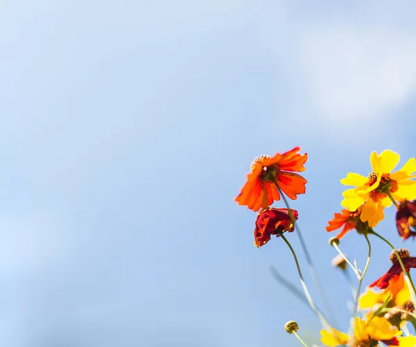 Квіти проти блакитного неба — стокове фото