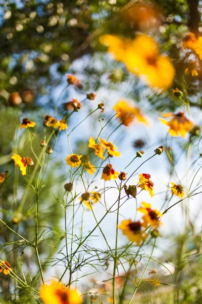 Bloemen tegen de blauwe lucht — Stockfoto