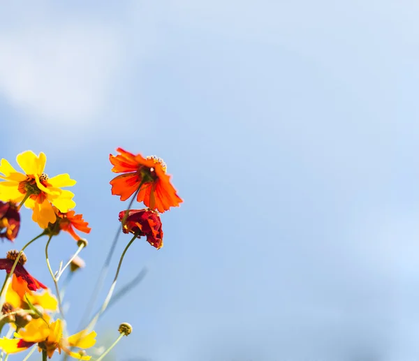 Fleurs contre ciel bleu — Photo