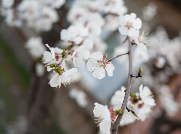 Flor de cereja ao ar livre — Fotografia de Stock