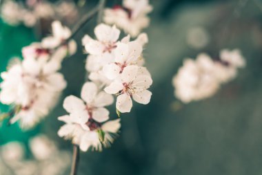 Renkli kiraz çiçeği