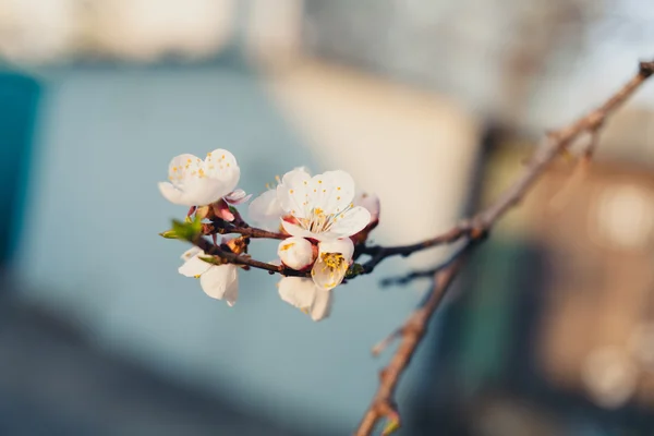 Květiny Apple — Stock fotografie