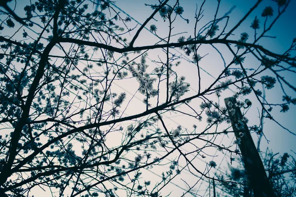 Dobarvení třešňový květ — Stock fotografie