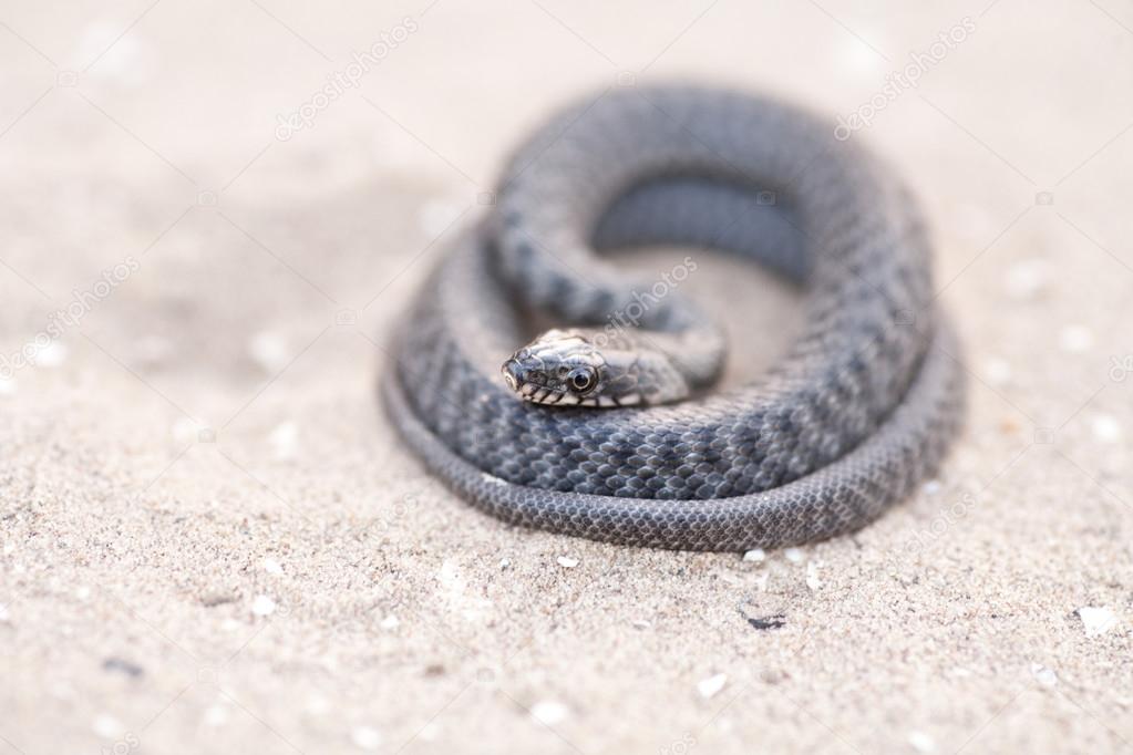 Serpent on sand