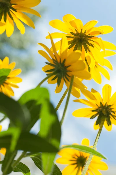 Fleurs contre ciel — Photo