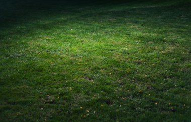 yeşil çimen spot skeç