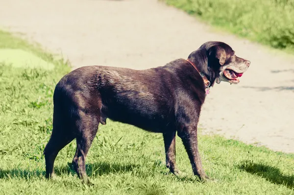 I cani giocano all'aperto — Foto Stock