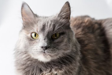 Kameraya bakarak çok ciddi Gri kedi