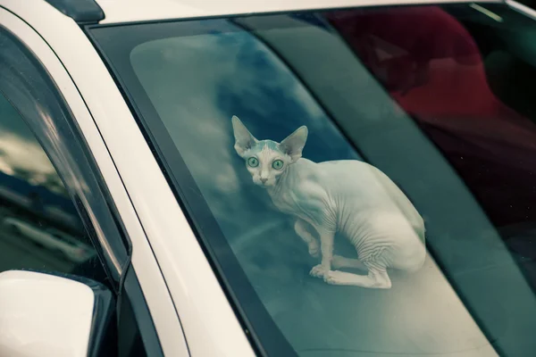 Sfinx gato dentro de un coche mirando a la cámara —  Fotos de Stock