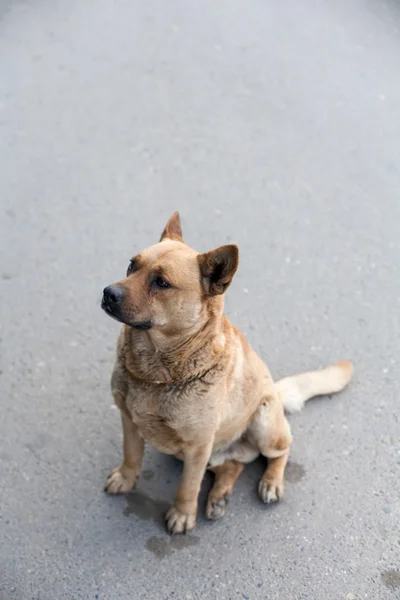 Chien sans abri assis sur une route — Photo