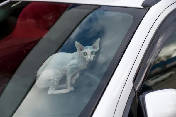Sphinx-Katze im Auto blickt in Kamera — Stockfoto