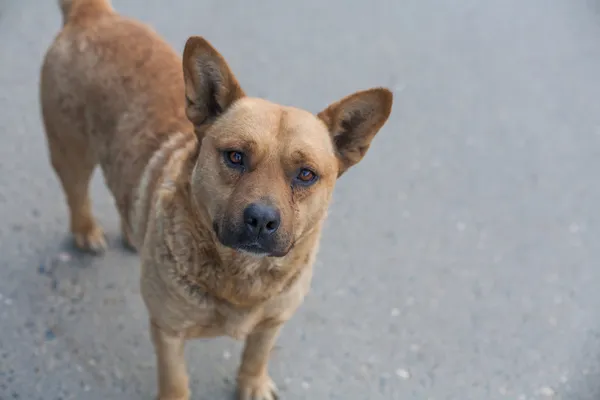 Obdachloser Hund blickt in Kamera — Stockfoto