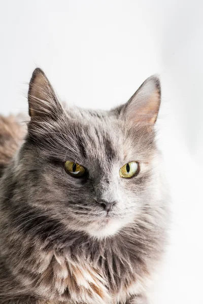 CAT spogląda na CAMERA — Zdjęcie stockowe