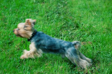 kucak köpeği bulanık hareket atlama