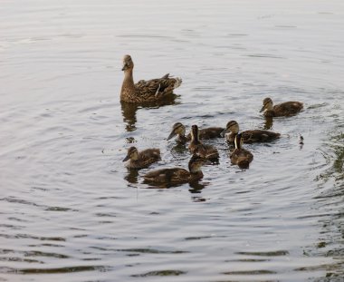 ördekler aile yüzme havuzları su