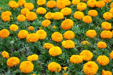 arka plan olarak turuncu çiçekler