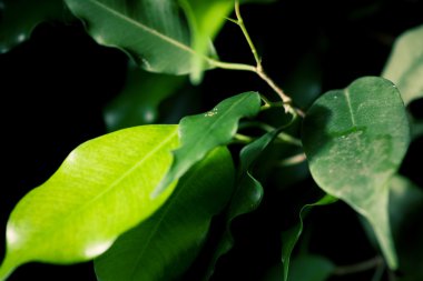 taze yeşil yaprakları portre