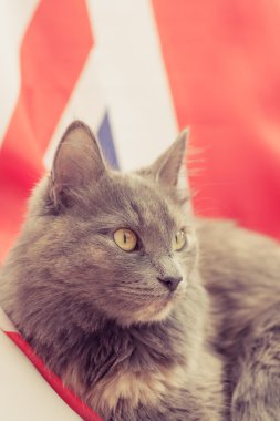 Union jack üzerinde oturan kedi kedi