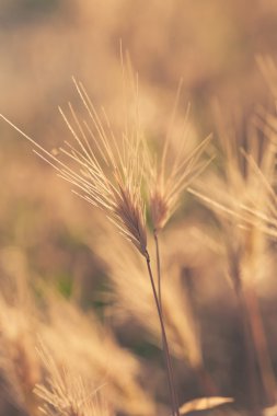 Çölde sarı kuru ot