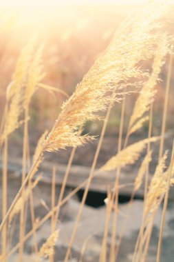 çim arkadan aydınlatmalı